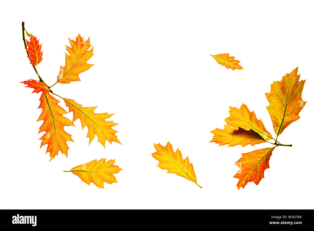 Herbst Zusammensetzung aus Gelb rote Blätter auf weißem Hintergrund, isoliert. Stockfoto