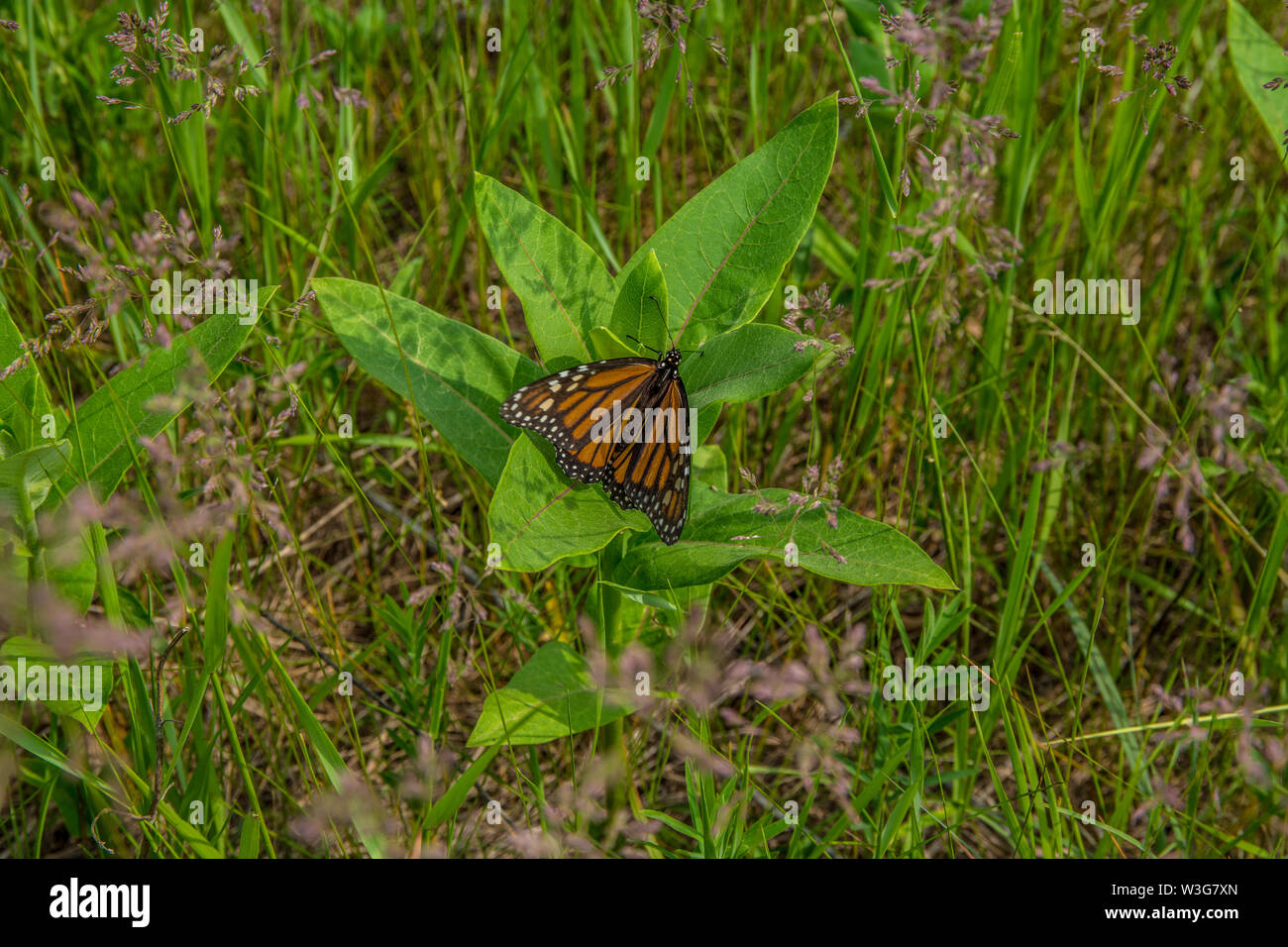 Ein monarch butterfly auf milkweed Anlage mit keine Blumen, die sich in frühen Wachstum ist zu einem mittelwesten Prairie im späten Frühjahr Stockfoto