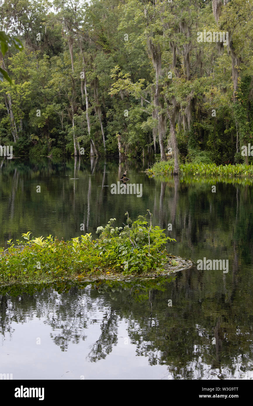 Silver River in Silver Springs State Park, Florida Stockfoto