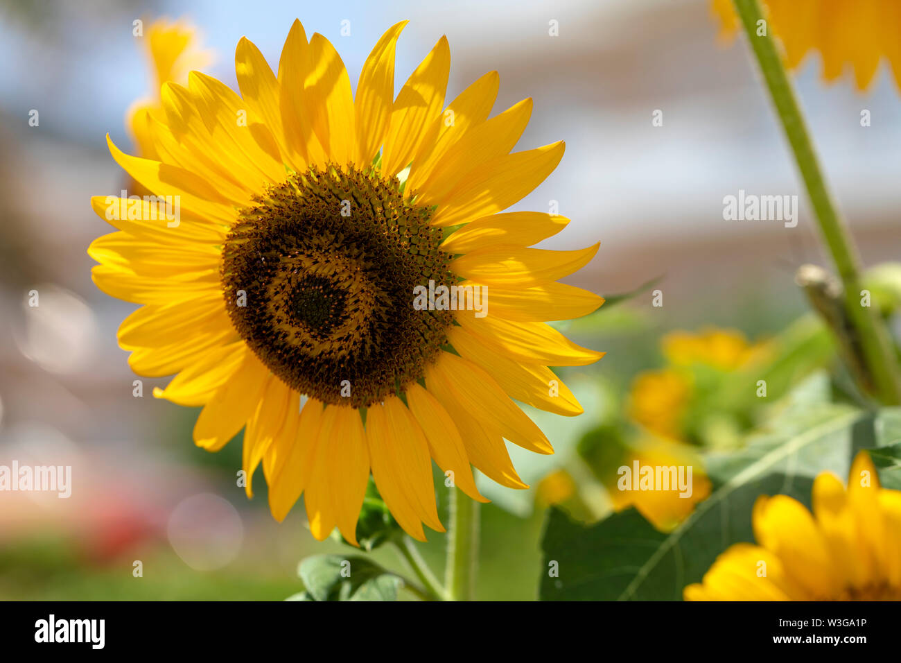 Blühende Sonnenblumen closeup, verschwommenen Hintergrund Stockfoto