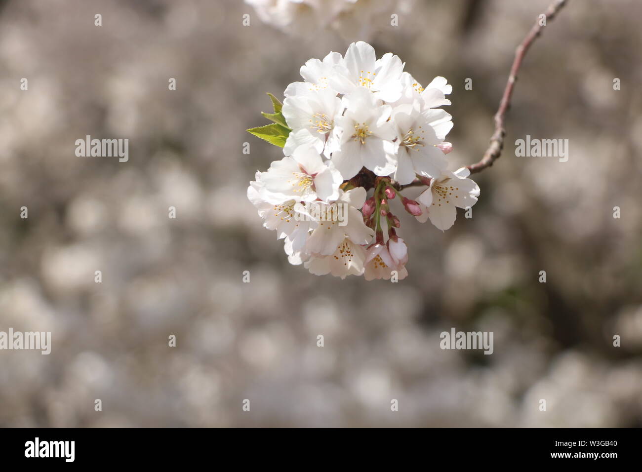 Eine schöne Gruppe aus weißen Blüten mit einem Bokeh Hintergrund. Stockfoto