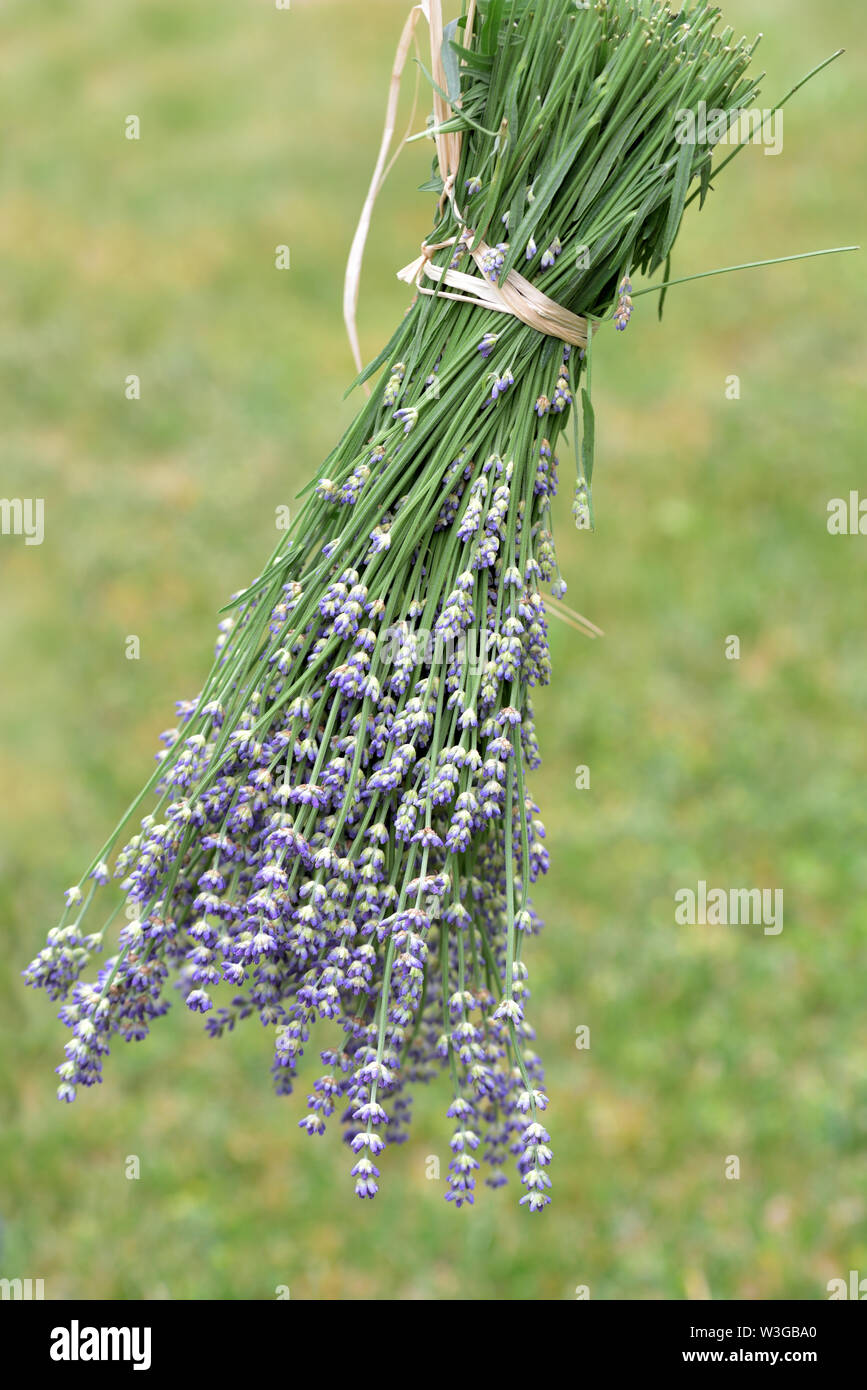 Frischem Lavendel hängt wie ein Blumenstrauß gebunden in der Sonne zu trocknen Stockfoto