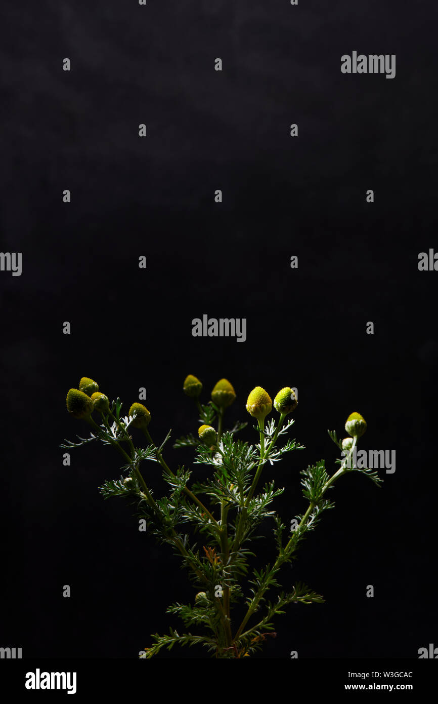 PINEAPPLE UNKRAUT Stockfoto