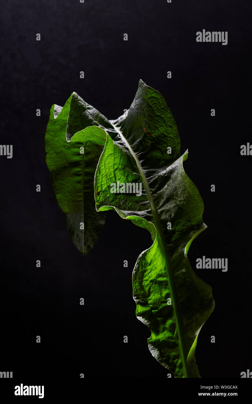 YELLOW DOCK LEAF Stockfoto