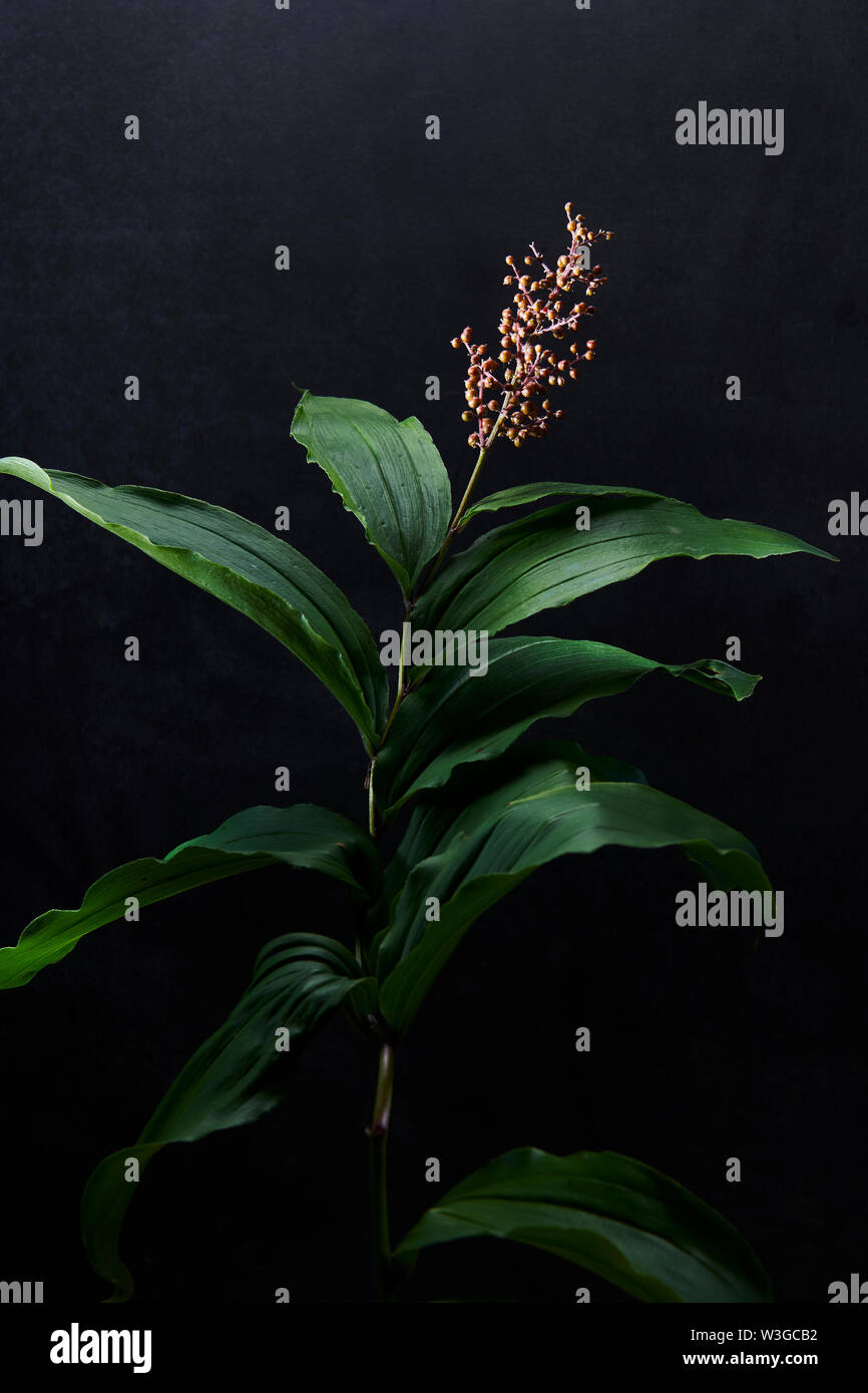 Falsche SALOMO DICHTUNG Stockfoto