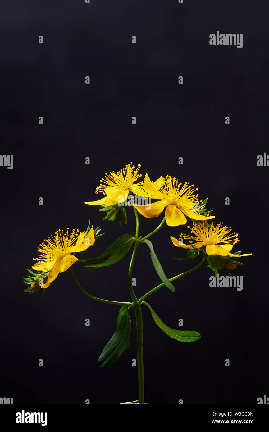 Johanniskraut Stockfoto