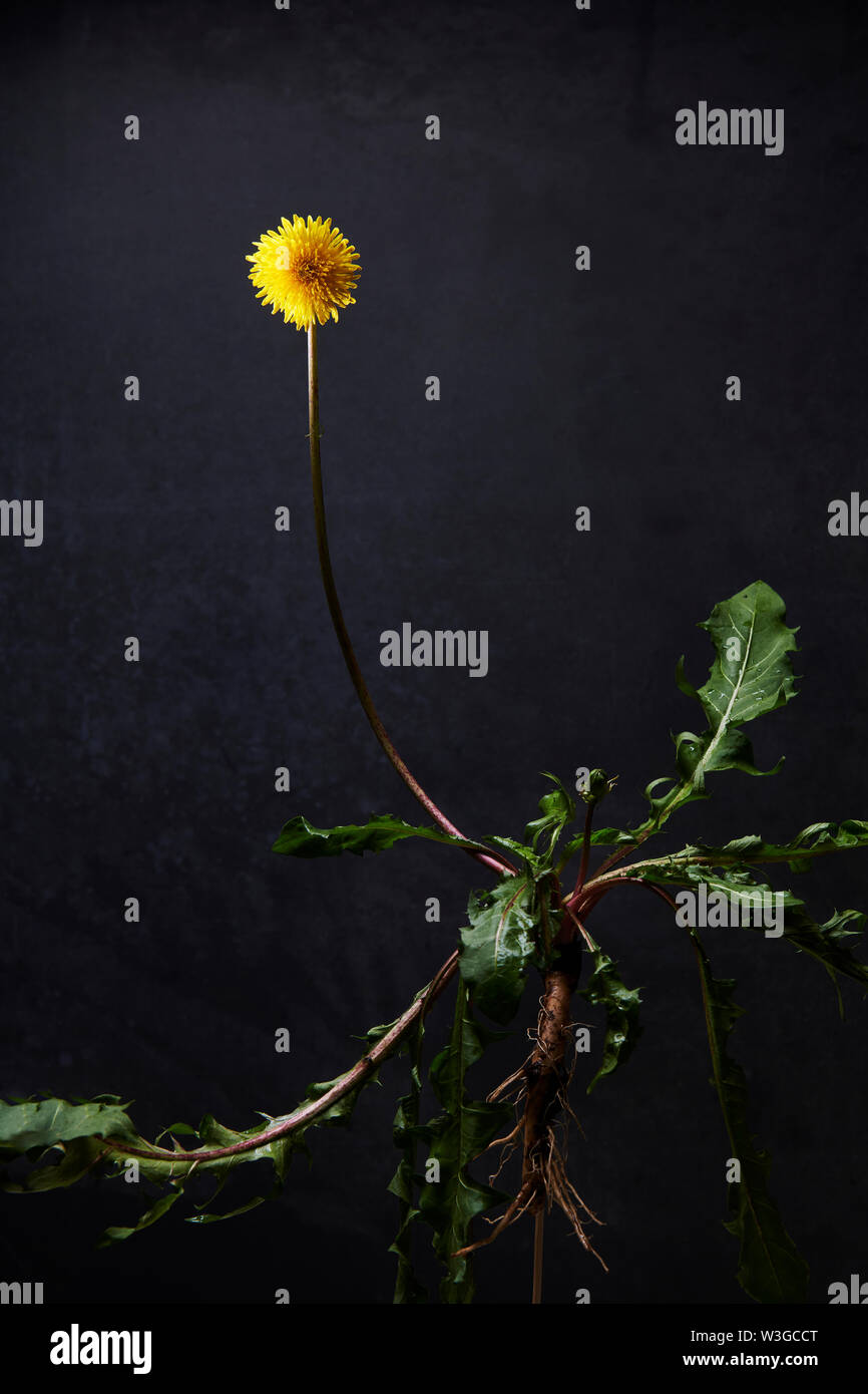 LÖWENZAHN Stockfoto