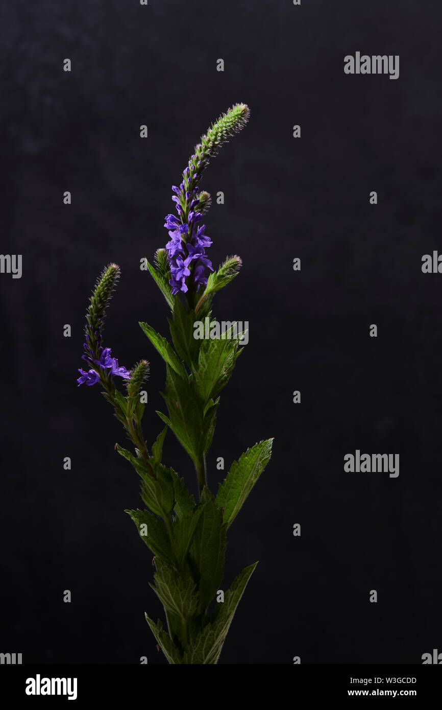 HOARY VERVAIN Stockfoto