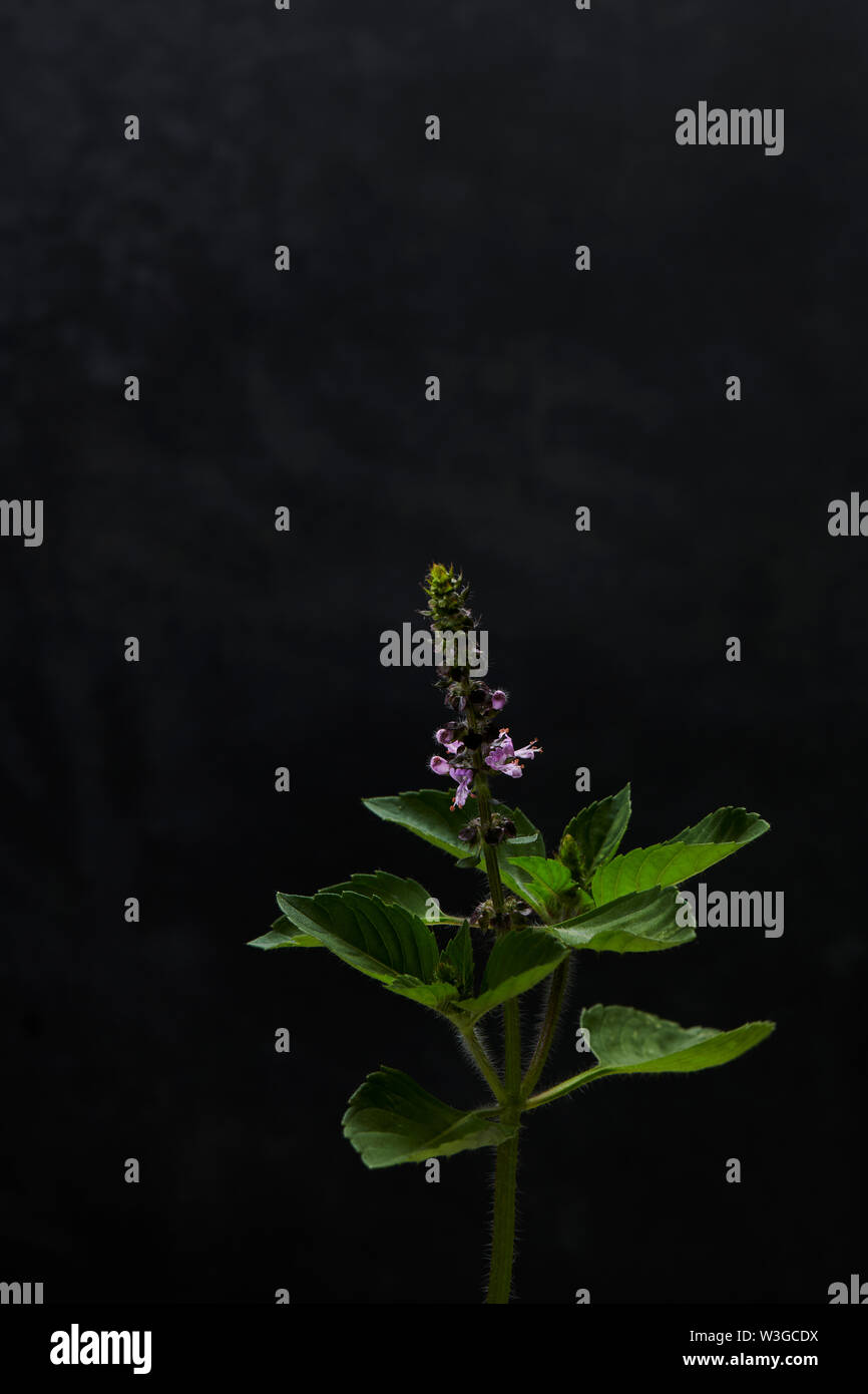 TULSI BASILIKUM Stockfoto