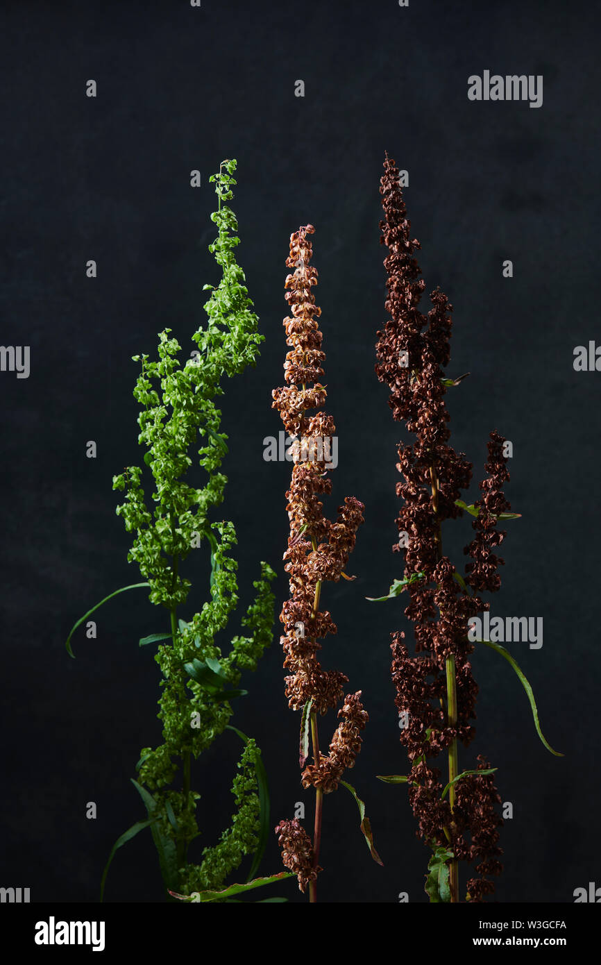 Drei PHASEN DER GELBEN DOCK Stockfoto