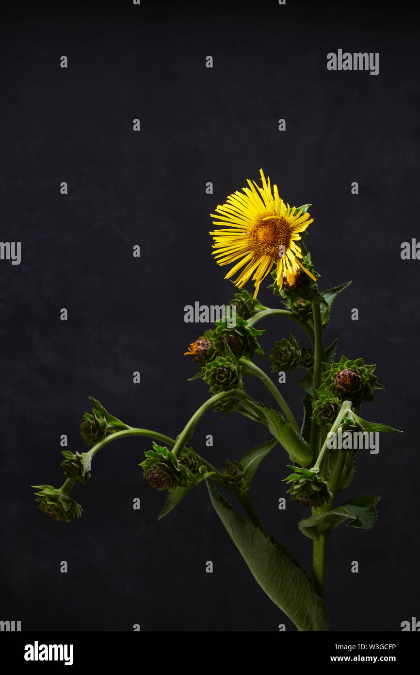 ECHTER ALANT Stockfoto