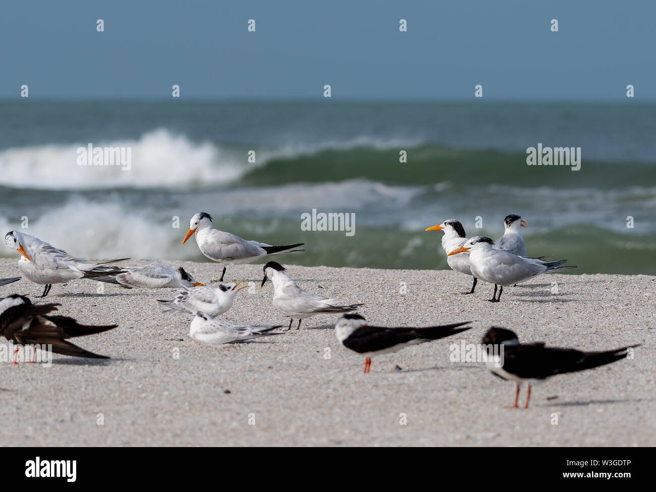 Ufer Vögel versammeln zum Nest am Strand in Florida Stockfoto