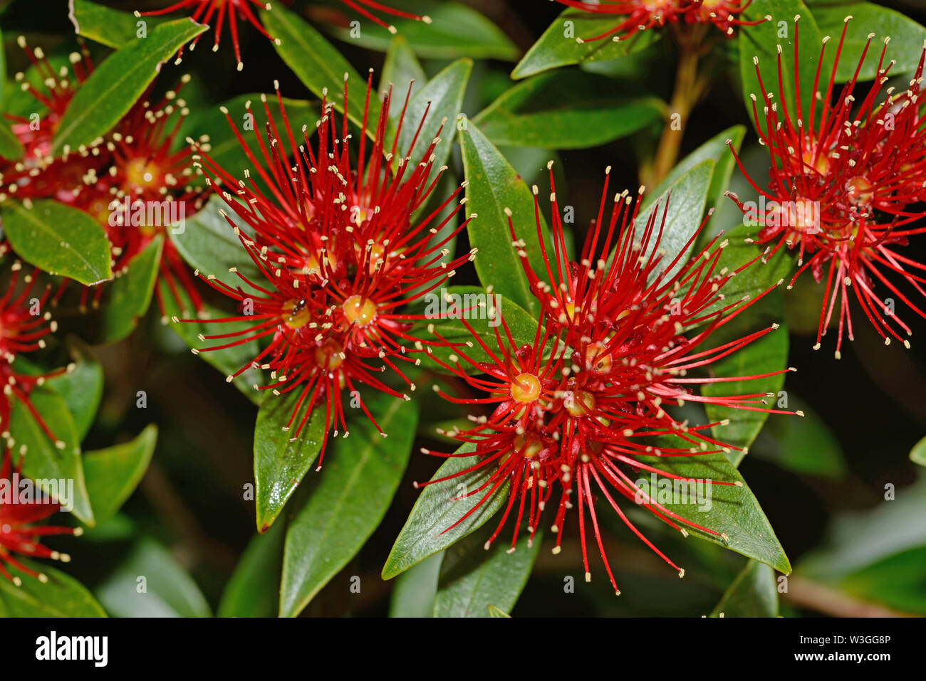 Blumen von Neuseeland Southern Rata erhellen den Tag für die Besucher der Otira Gorge in Arthurs Pass National Park, Neuseeland. Stockfoto