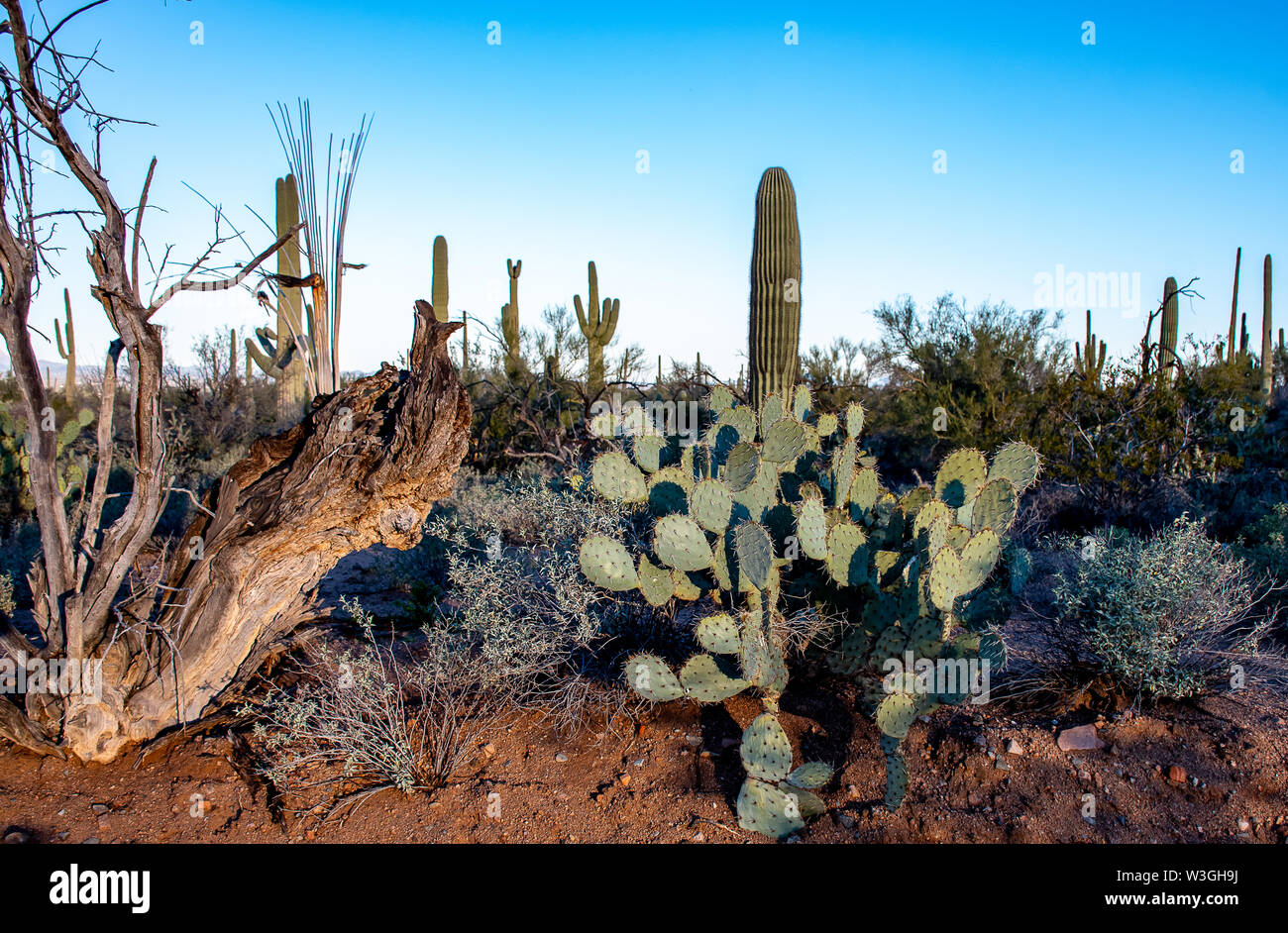 Angelegten Kaktus in der Wüste von Arizona Stockfoto