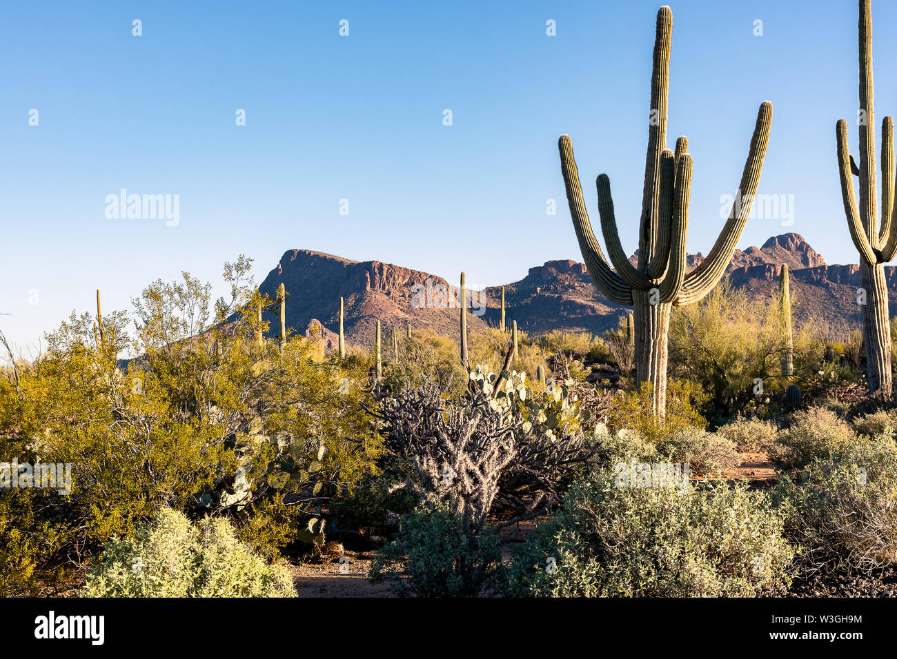 Kaktus Landschaft in den Wüsten von Arizona Stockfoto