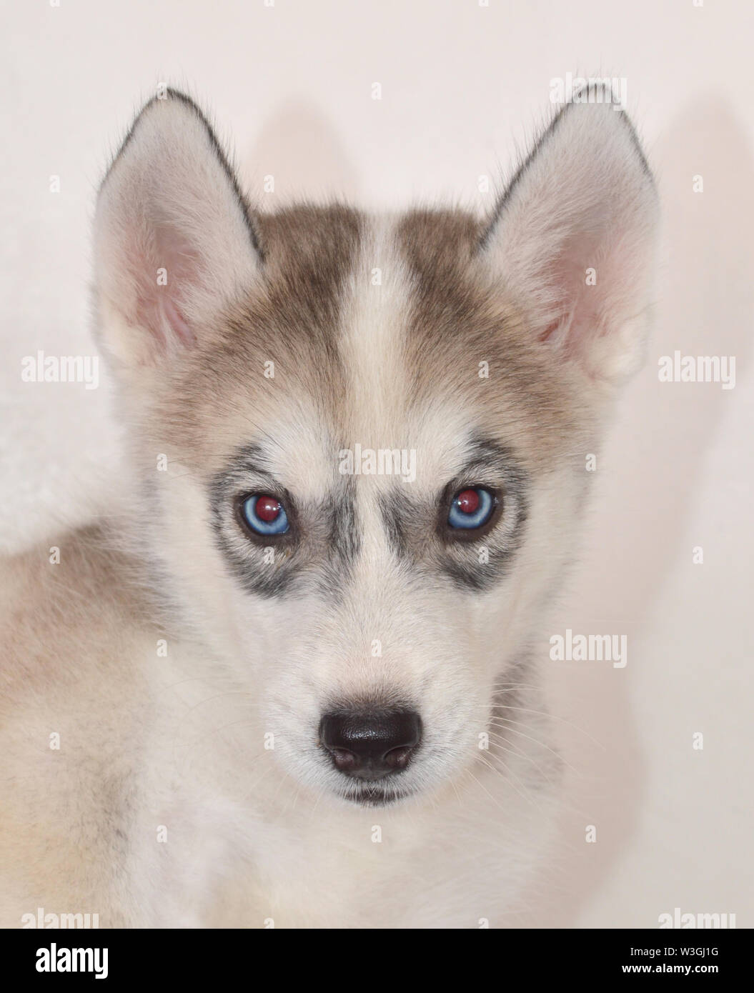 Mein 53-Tage alten weiblichen Siberian Husky Welpen mit blauen Augen und weiß und grau-schwarzen Fell. Stockfoto