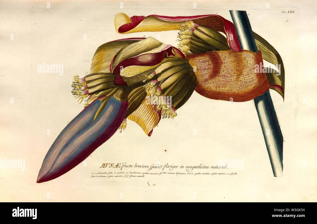 Christoph Jakob Trew - World selectae quarum stellt ad exemplaria naturalia Londini - 1765 - 023. Stockfoto