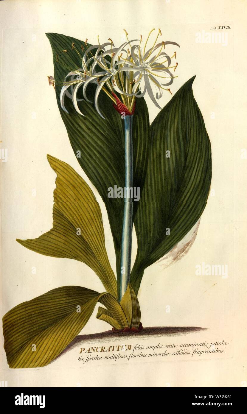Christoph Jakob Trew - World selectae quarum stellt ad exemplaria naturalia Londini - 1765 - 028. Stockfoto