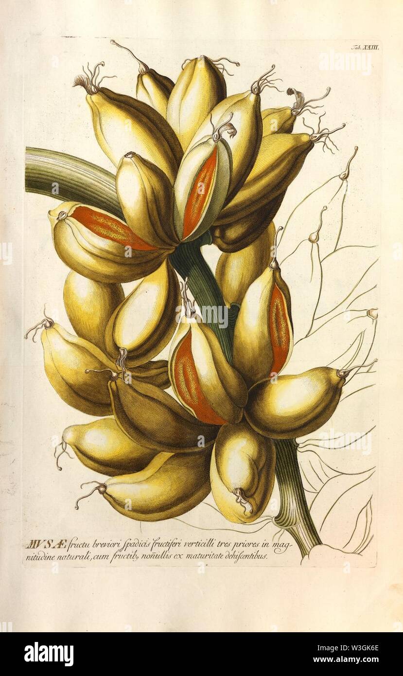Christoph Jakob Trew - World selectae quarum stellt ad exemplaria naturalia Londini - 1765 - 024. Stockfoto
