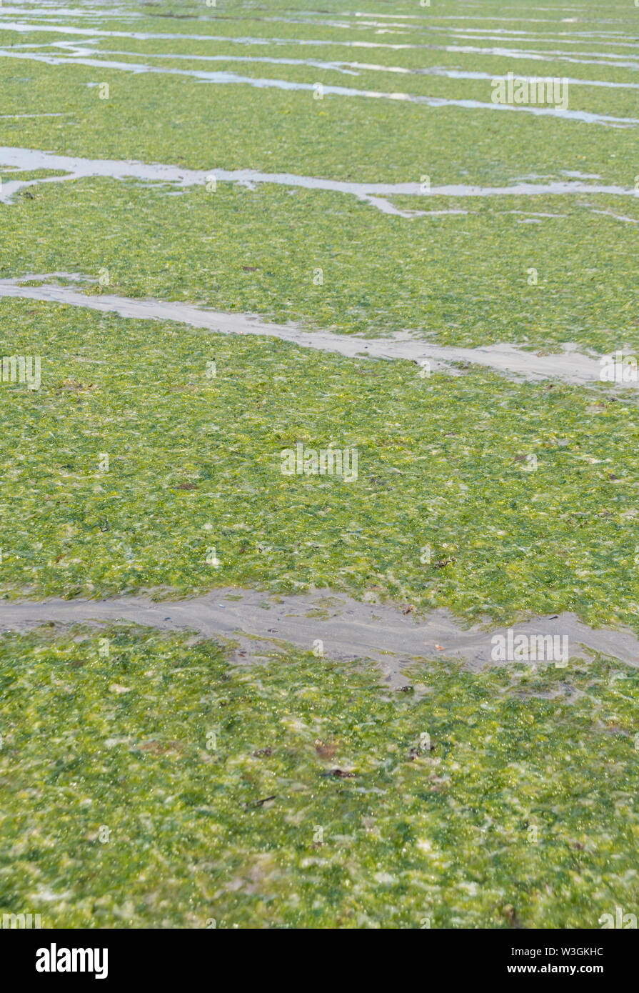Litze grün Algen Sea Lettuce/Ulva lactuca gewaschen an Land, am Strand und im Drift Linie abgelegt. Angeschwemmte Metapher, gestrandete Konzept grüne Algen Stockfoto