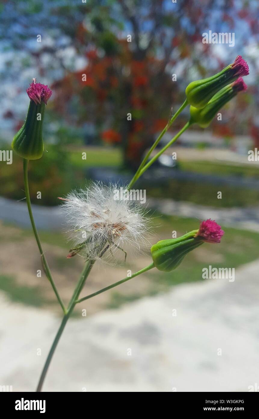 Blume der Zahn von Leon Stockfoto