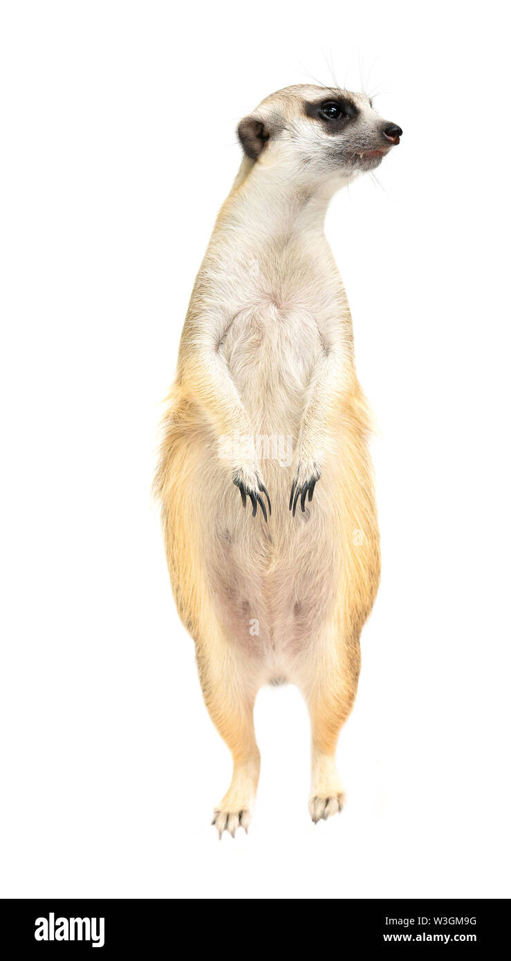Süße Erdmännchen (Suricata suricatta) auf weißem Hintergrund Stockfoto