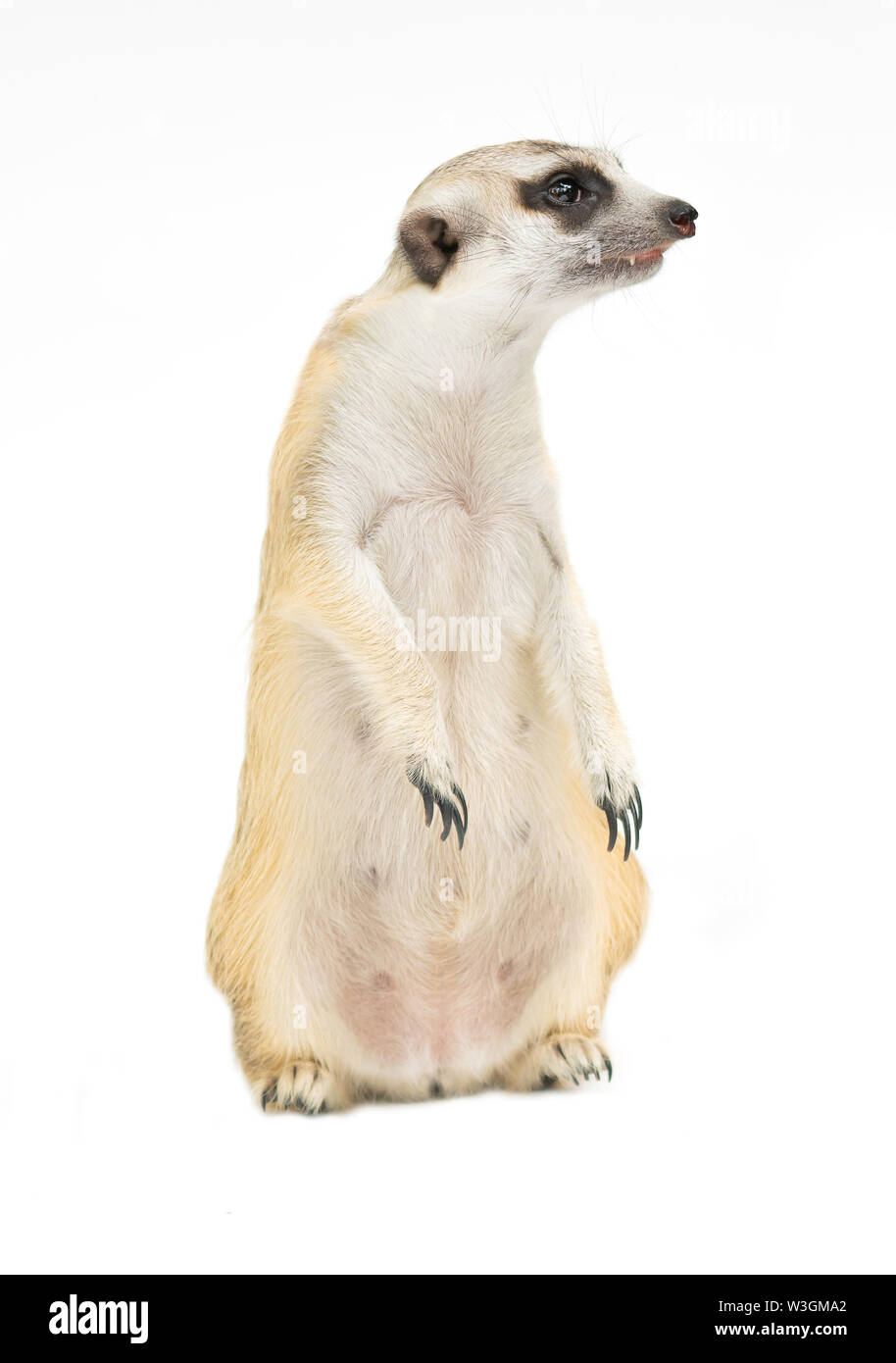 Süße Erdmännchen (Suricata suricatta) auf weißem Hintergrund Stockfoto