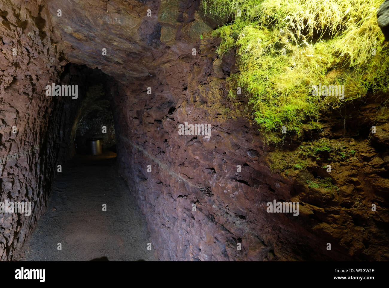 Zeitz, Deutschland. 14. Juli, 2019. Moos wächst auf einem spärlich beleuchteten Korridor in das Tunnelsystem unterhalb der Mitte. Die Flure sind rund neun Kilometer unter der Stadt verteilt und sind zum Teil verbunden. Sie stammen aus dem Mittelalter, sind einzigartig in Sachsen-Anhalt und wurden verwendet, um Bier zu diesem Zeitpunkt nicht speichern. (Dpa' Klima beeinflusst" U-Bahn Zeitz' - gut trocknen') Quelle: Sebastian Willnow/dpa-Zentralbild/dpa/Alamy leben Nachrichten Stockfoto