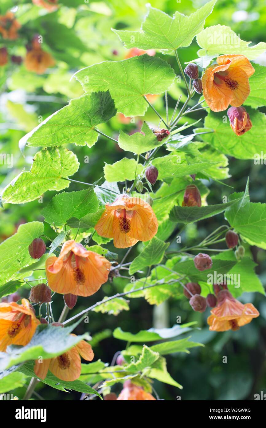 Abutilon pictum, gemeinhin als redvein Abutilon Blumen bekannt. Stockfoto