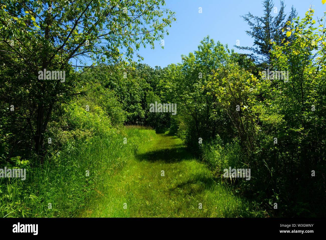 Sommer Landschaft in Richard Bong Zustand Naherholungsgebiet. Kansasville, Wisconsin, USA Stockfoto