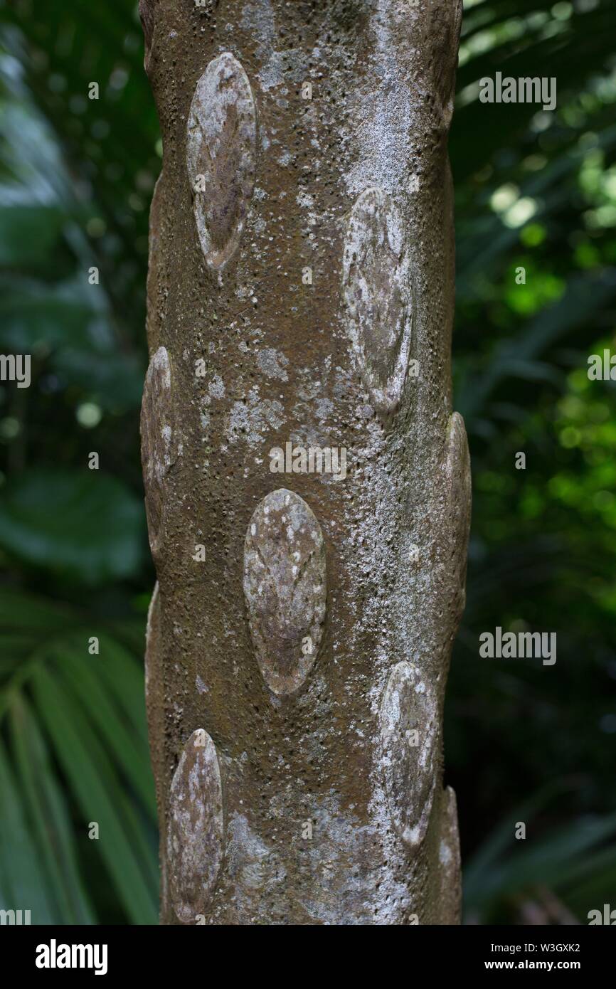 Nahaufnahme der Stamm eines Cyathea cooperi, auch als australischer Baumfarn bekannt. Stockfoto