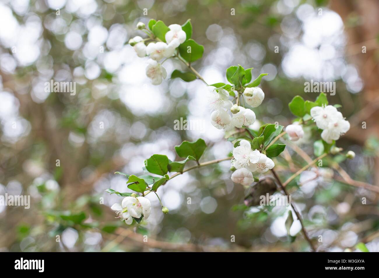 Blüten auf einer Luma apiculata Die chilenische Myrte Baum. Stockfoto