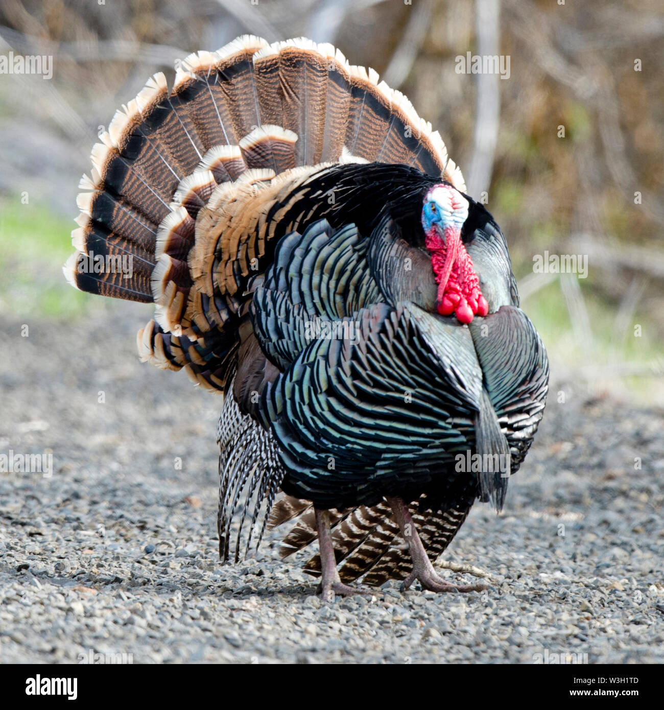 Männliche Merriam der Türkei (Meleagris gallopavo merriami) stolzieren in Washington County, Idaho Stockfoto