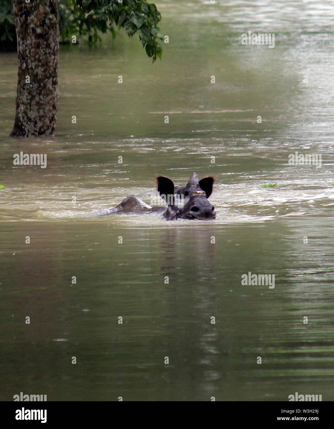 Kaziranga Heiligtum, Assam, Indien. 15. Juli 2019. Eine Indische one-horned Rhino schwimmt an eine sicherere Stelle in den überschwemmten Kaziranga Heiligtum im nordöstlichen indischen Bundesstaat Assam am 15. Juli 2019. (Str/Xinhua) Quelle: Xinhua/Alamy leben Nachrichten Stockfoto