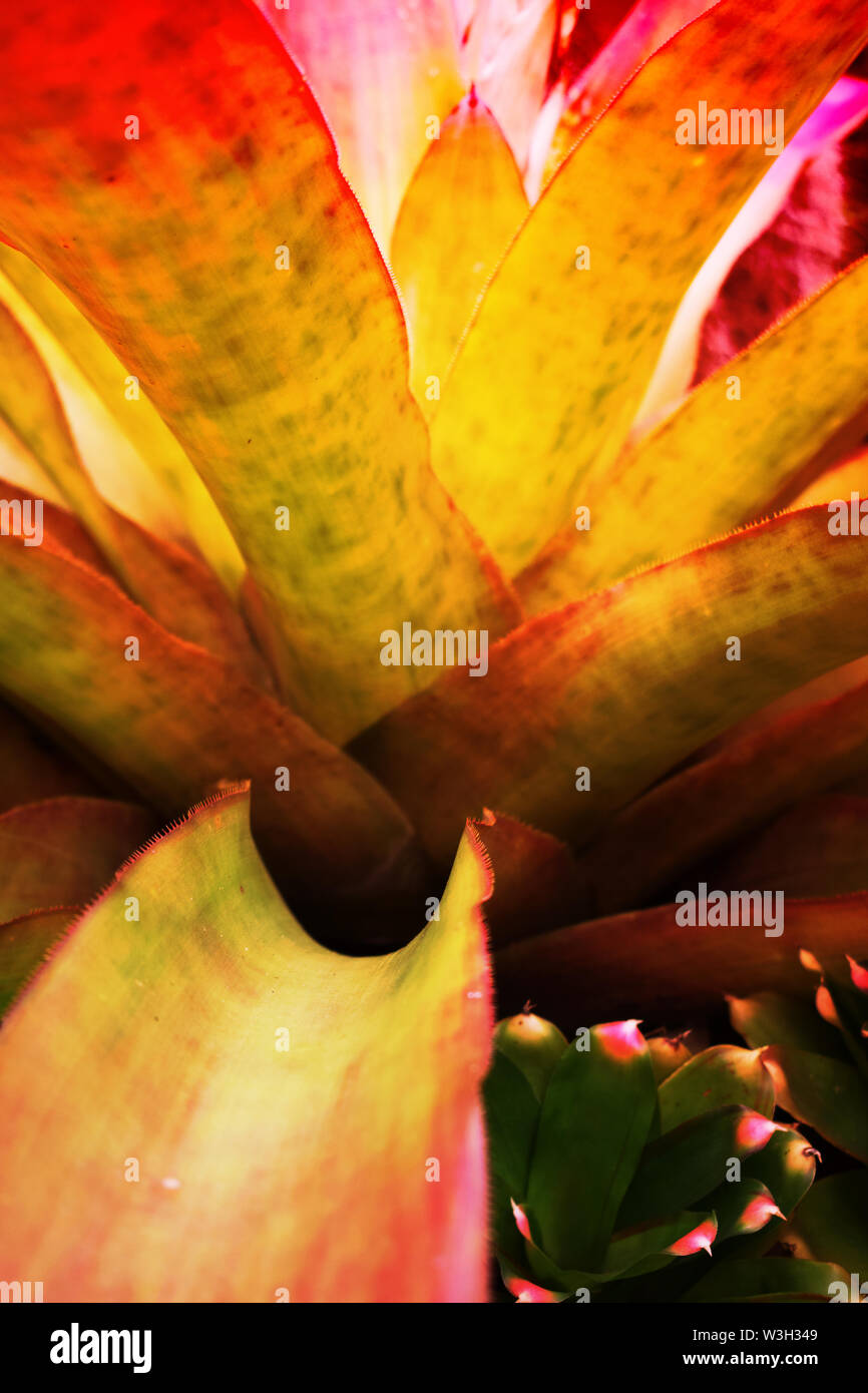 Nahaufnahme von bromelia Pflanzen. Tropischen bunten Pflanzen. Botanischer Garten Stockfoto