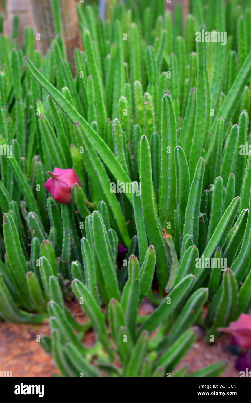 Cactus blossum, closeup Blätter Muster von Cactus Bush Stockfoto