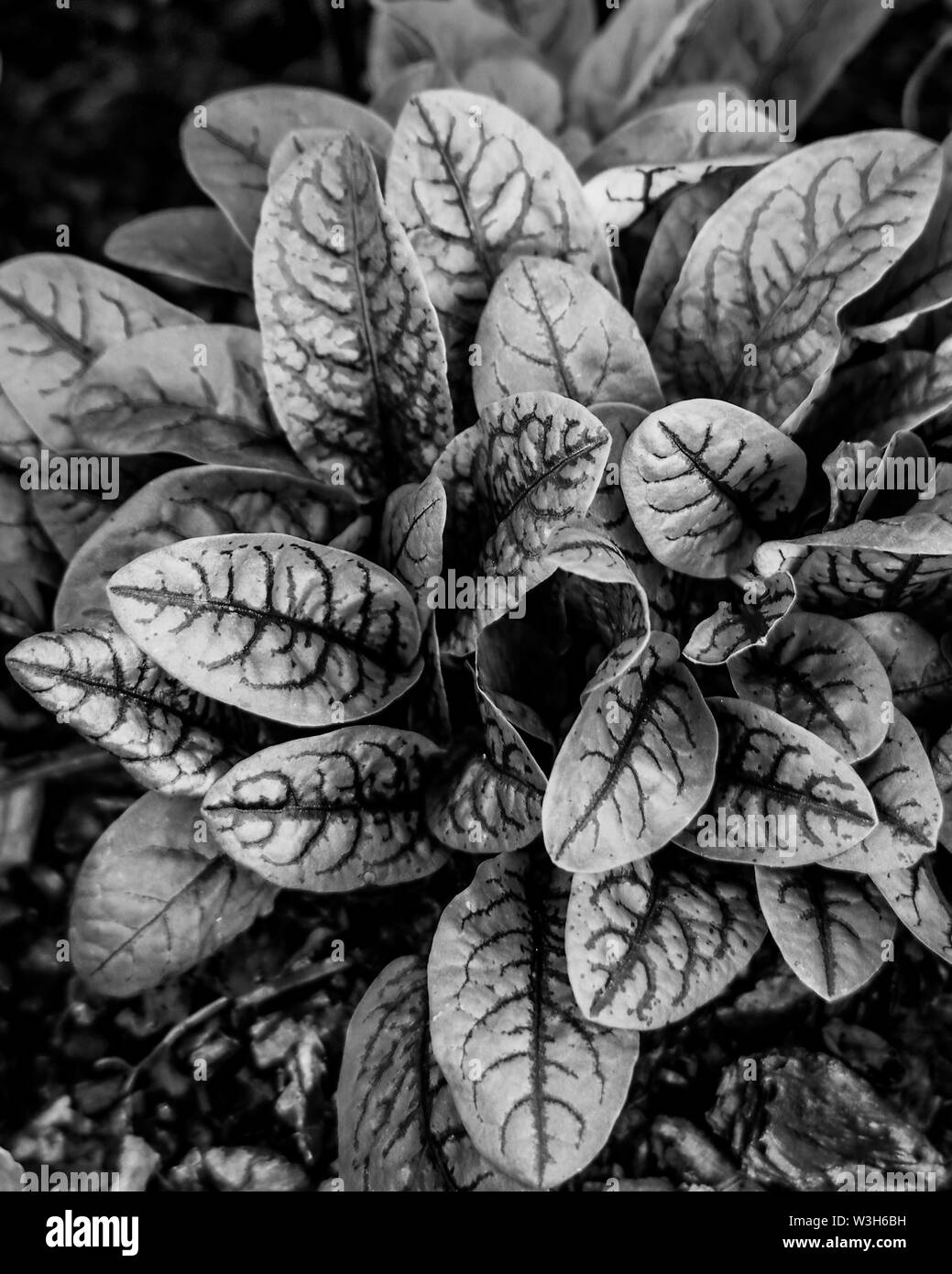 Ein Schwarz-Weiß von Sorrel im Garten Stockfoto