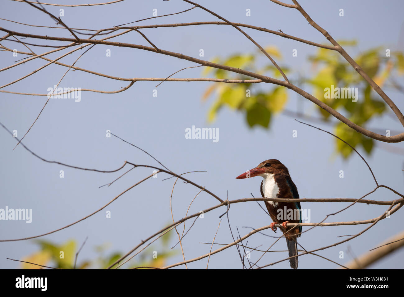 Die white-throated Kingfisher auch als White-breasted Kingfisher hocken auf dem Zweig auf der Suche nach Beute in Jim Corbett National Park, Uttarakhan bekannt Stockfoto