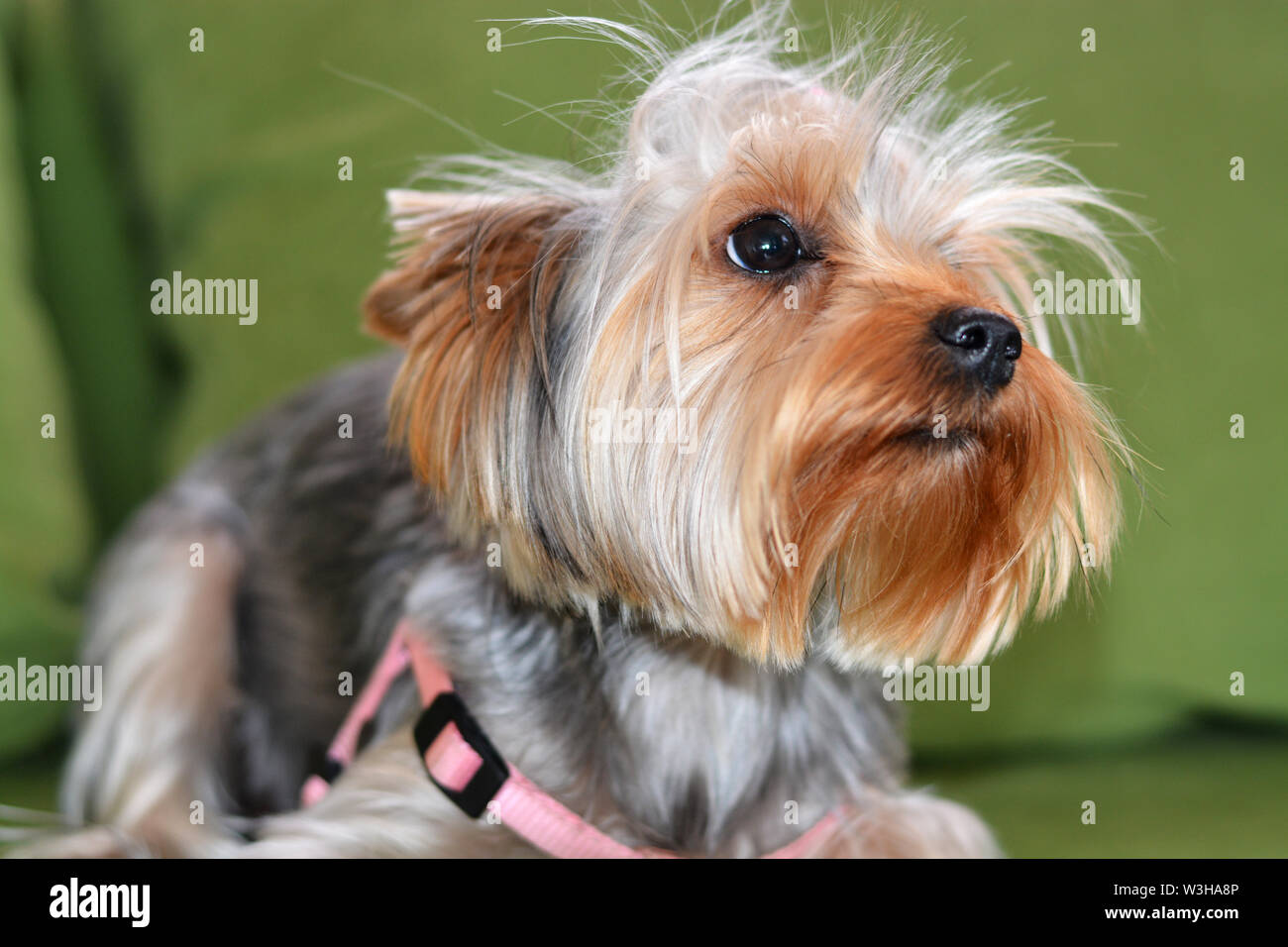 Welpen der Yorkshire Terrier, der Hund liegt auf einer grünen Sofa, einen großen Hund Portrait, Hochformat, ein Welpe von 8 Monaten. Rosa Kabelbaum, wolle Verbot Stockfoto