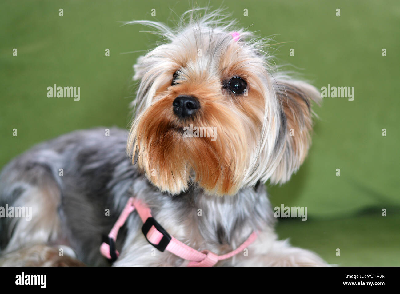 Welpen der Yorkshire Terrier, der Hund liegt auf einer grünen Sofa, einen großen Hund Portrait, Hochformat, ein Welpe von 8 Monaten. Rosa Kabelbaum, wolle Verbot Stockfoto