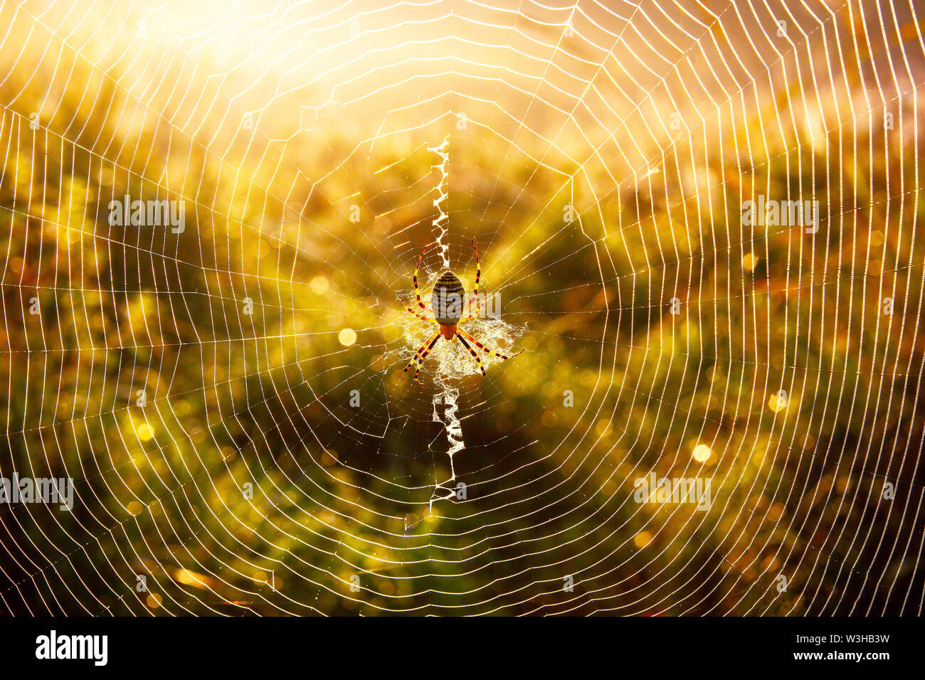 Spider Argiope Bruennichi Wasp auf eigene Web im Herbst morgen mit Tautropfen im hohen Gras. Stockfoto
