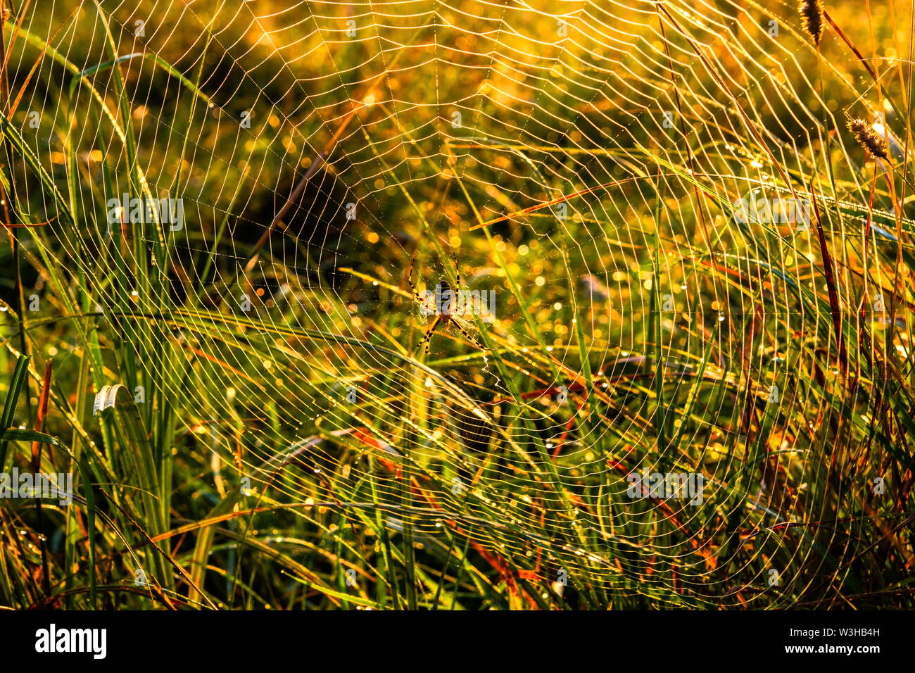 Spider Argiope Bruennichi Wasp auf eigene Web im Herbst morgen mit Tautropfen im hohen Gras. Stockfoto