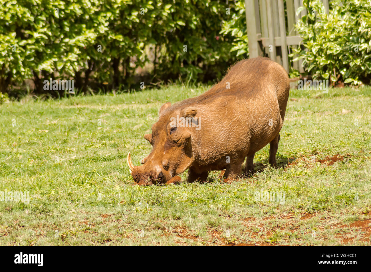Ein warzenschwein gerade erst von einer Bürste Dickicht an der Elefanten Waisenhaus in Nairobi, Kenia. Stockfoto