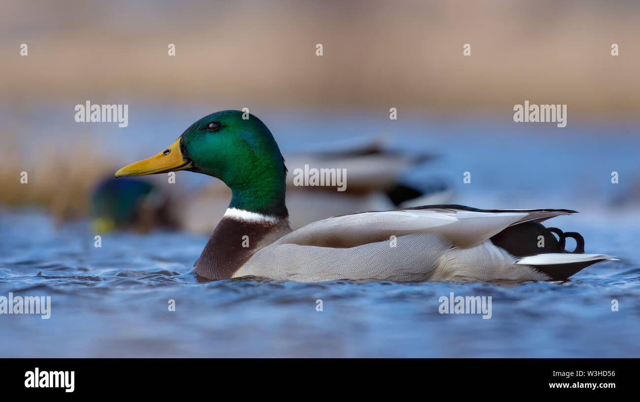 Männliche Stockenten schwimmen auf blauen Wasser des kleinen Fluss oder See an einem sonnigen Tag mit hellen Farben in Federn Stockfoto