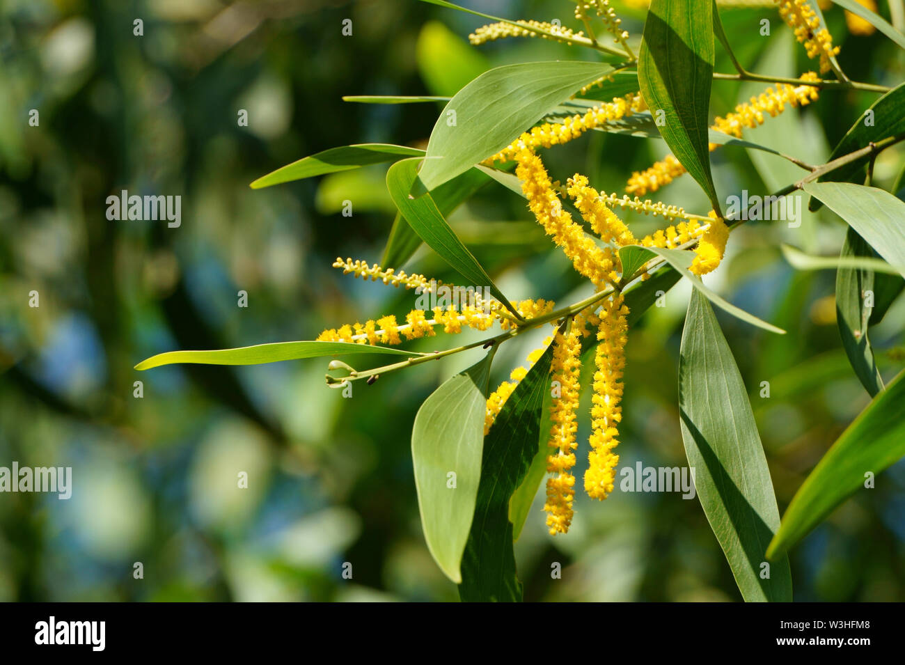 Acacia auriculiformis Blumen blühen in den Hang. Golden wattle Anlage Stockfoto