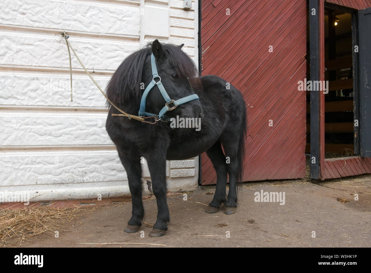 Pony Farm steht in der Nähe der stabilen Stockfoto