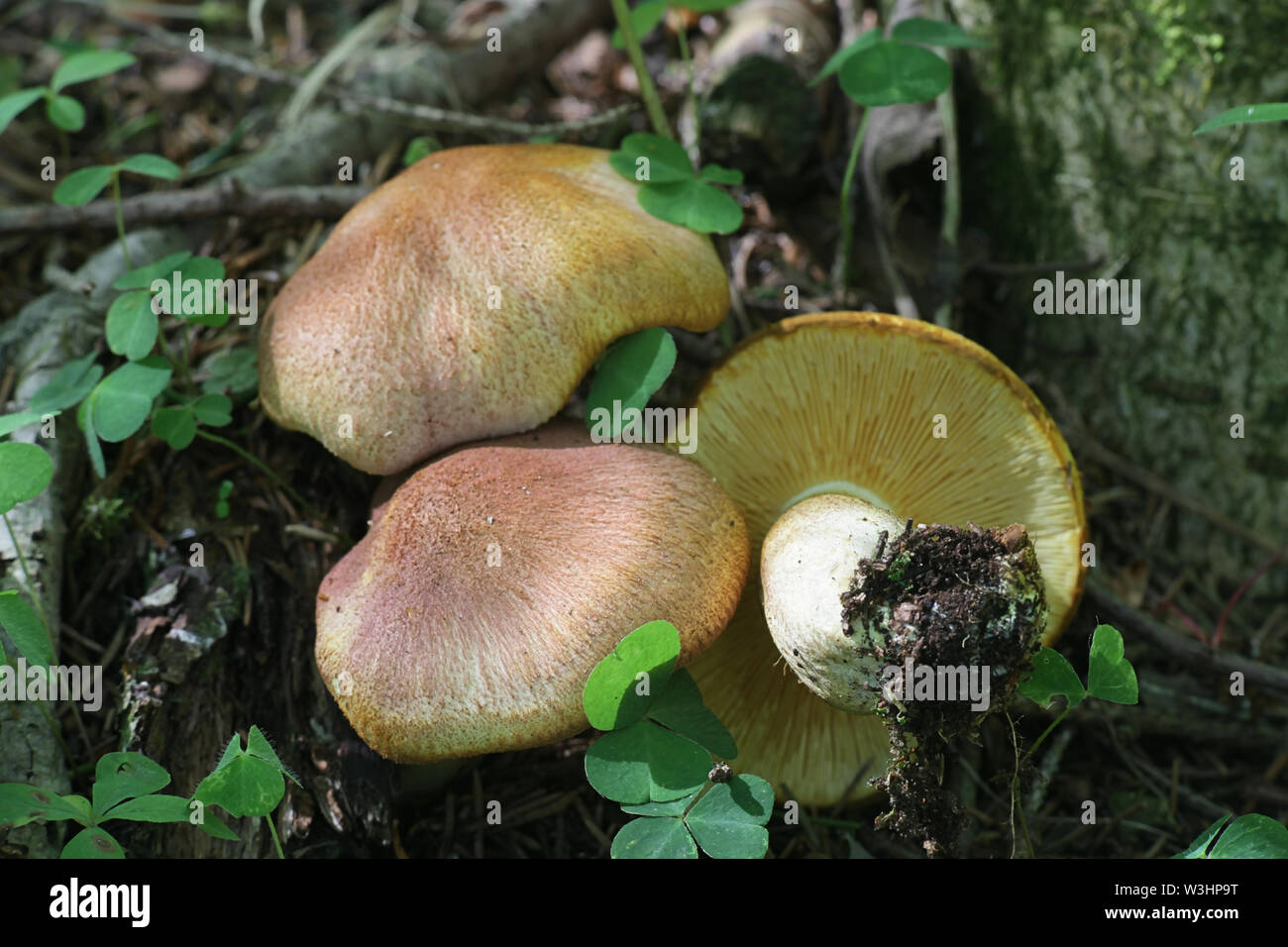 Tricholomopsis rutilans, bekannt als der Pflaumen und Vanillepudding Pilz oder Rothaarige agaric Stockfoto