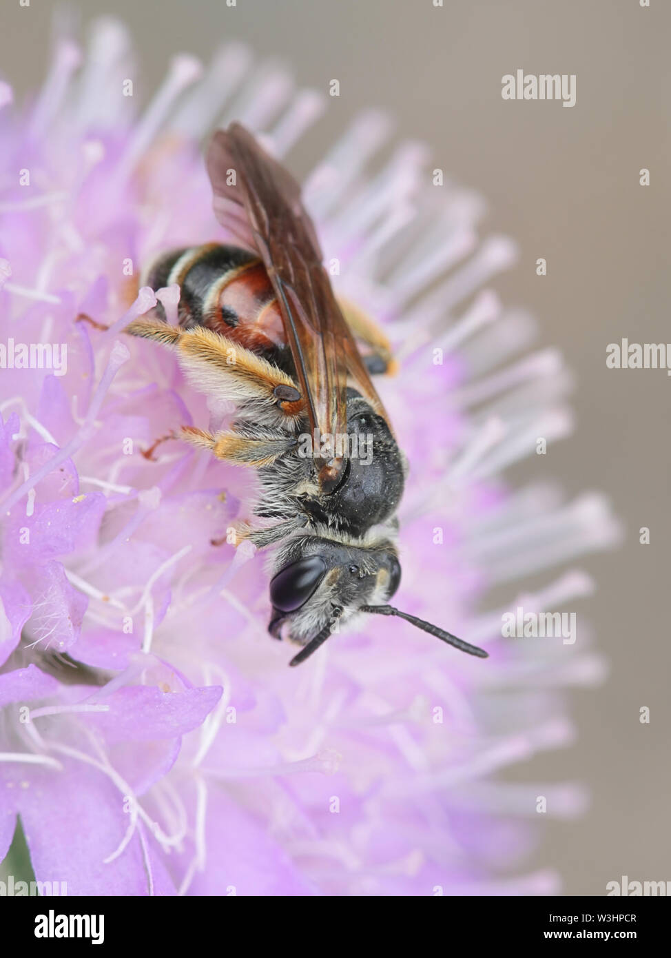 Andrena hattorfiana, eine bedrohte Art des Bergbaus Bienen gehören zur Familie Andrenidae, Fütterung auf Feld-witwenblume, Knautia arvensis Stockfoto