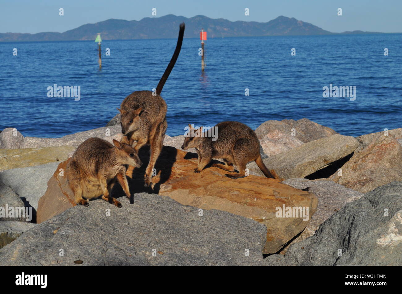 Allied Rock Wallabies, petrogale Assimilis auf dem Felsen an Nelly Bay, Magnetic Island, Australien Stockfoto