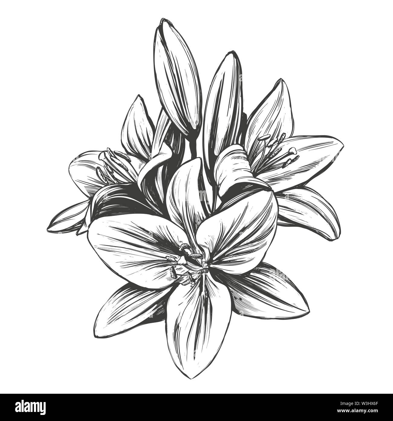 Blumen blühen Lilien Vector Illustration Hand gezeichnet Vektor-illustration realistische Skizze Stock Vektor